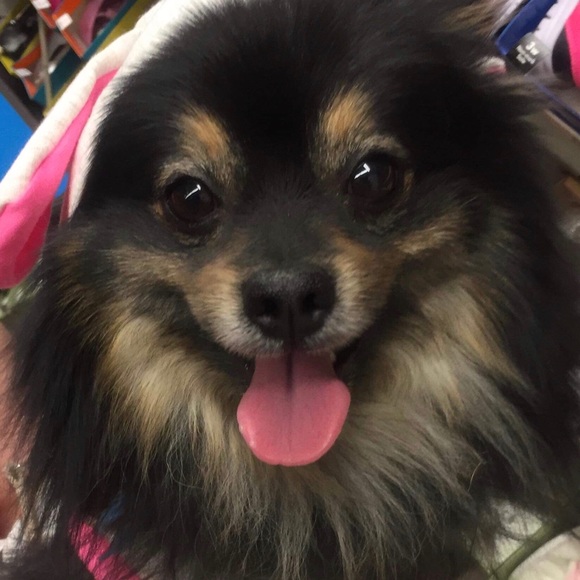 Meet your Posher, Donna - Picture 6 of 7